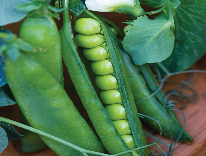 High Nitrogen & Potassium Formulations
